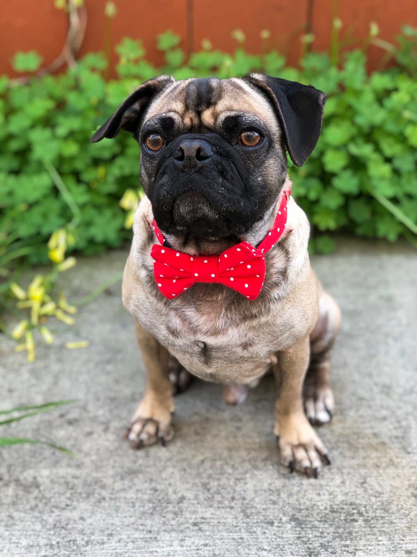 "Red Polka Dot" Bow Tie