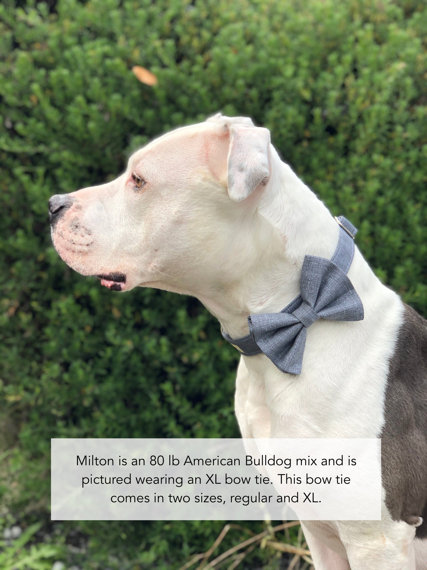 "Slate Gray" Bow Tie