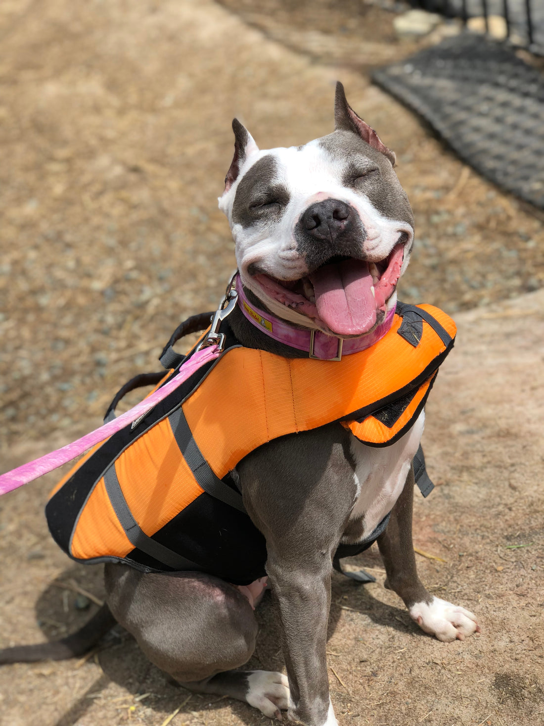 Cupcake the American Staffordshire Terrier waiting for her turn to compete in dock diving.